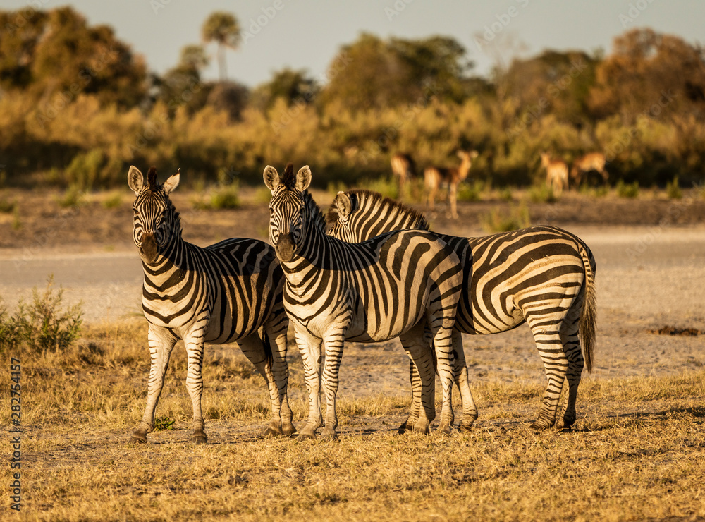 Fototapeta premium A small dazzle of zebras look at the photographer in Botswana