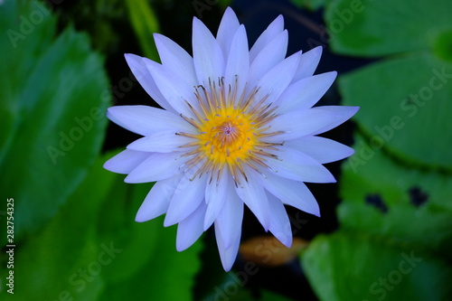 beautiful lotus flower or water lily in pond