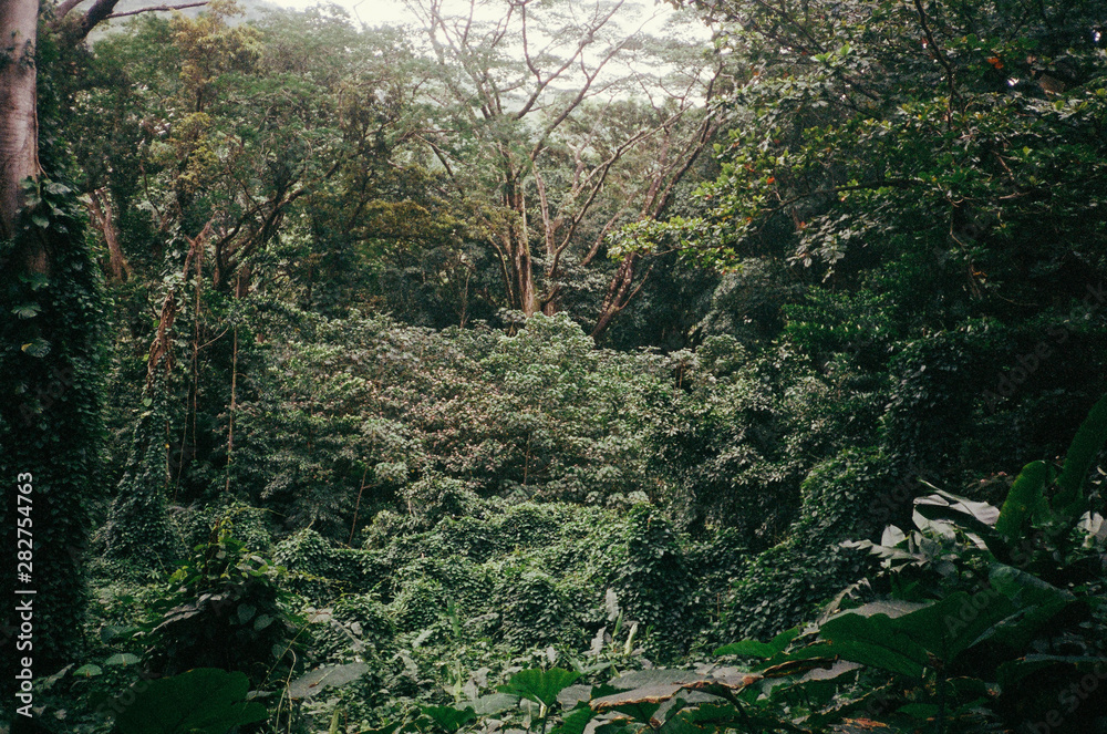 Obraz premium Jungle