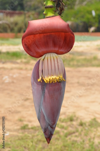 Flor da bananeira