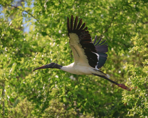 Wood Stork flying 