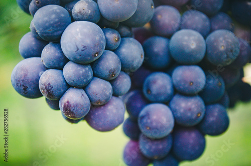 Wallpaper Mural Uvas Torontodigital.ca