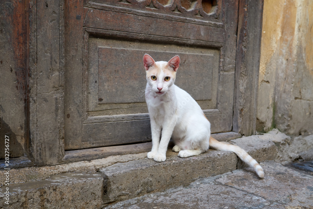 White cat sits under the door on the street of the old medina in Fez in Morocco.               