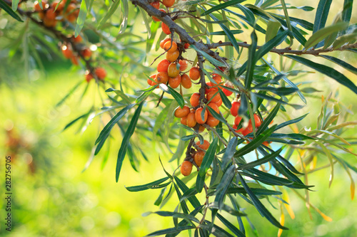 Sea buckthorn berries ripening on bush twigs outdoors in garden. Harvesting,  green garden background