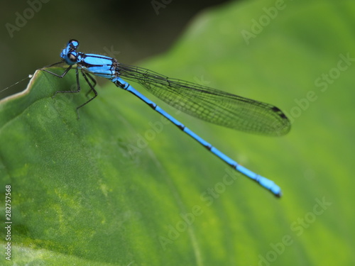 Blue Dragonfly © UKHUKANYA