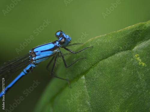 Blue Dragonfly photo