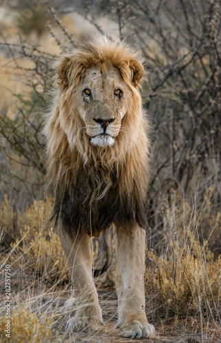 Adult male lion stands in short dry grass in Botswana © mindstorm