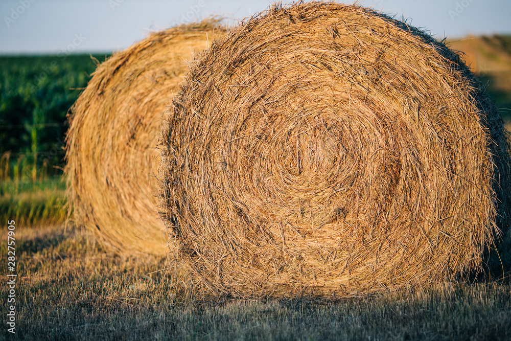 large yellow round hay bales on a farm large yellow round hay bales on a farm