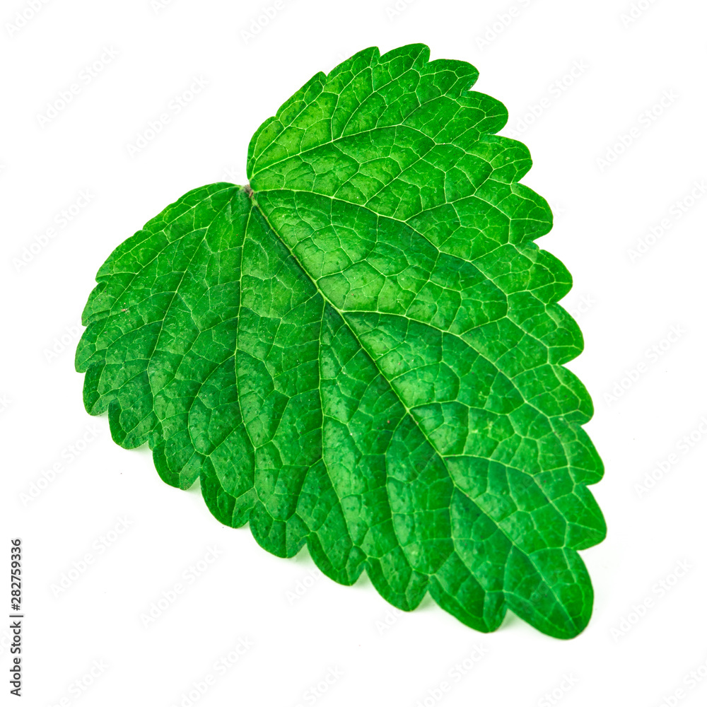 green mint leaf on isolated white background green mint leaf on isolated white background