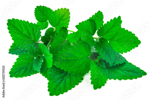 bunch of green mint leaves on isolated white background