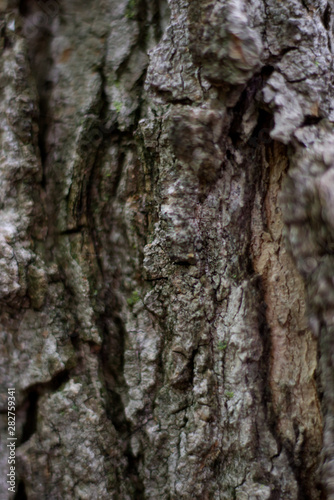 Close-up of a tree bark