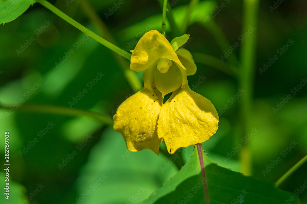 Pale Jewelweed wildflower close-up Pale Jewelweed wildflower close-up
