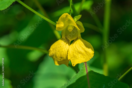 Pale Jewelweed wildflower close-up