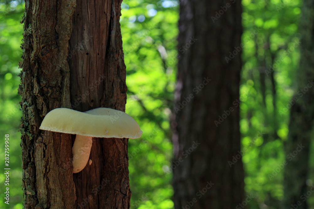 White mushroom growing out of tree White mushroom growing out of tree