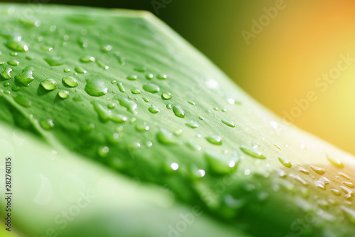 Water drop on leaves in the forest sunlight in morning - Drop of dew in morning on leaf with sun light after rain
