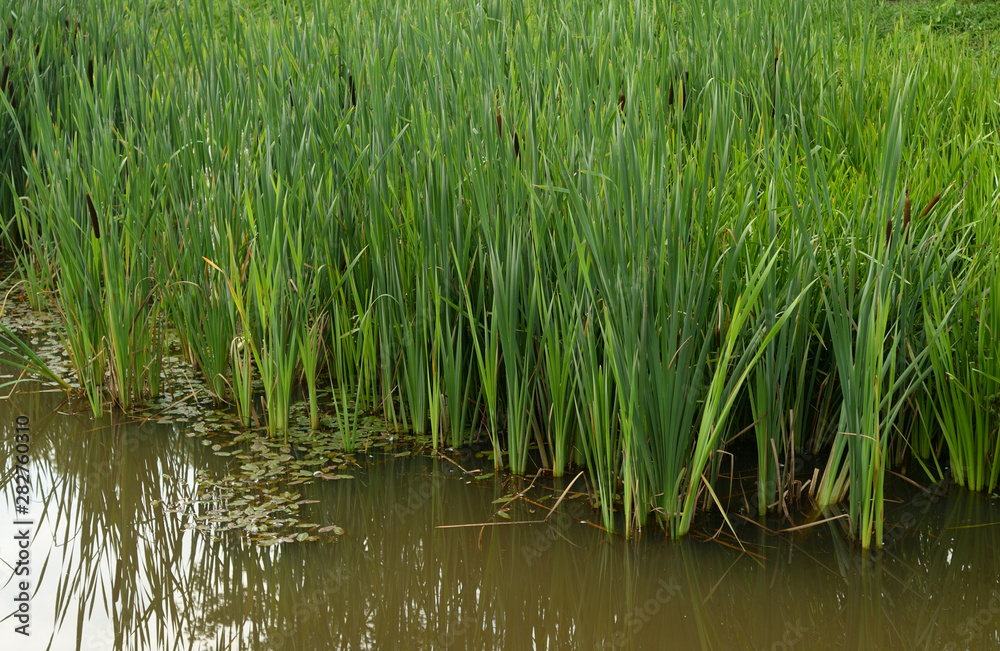 Sedge on the shore of the pond.