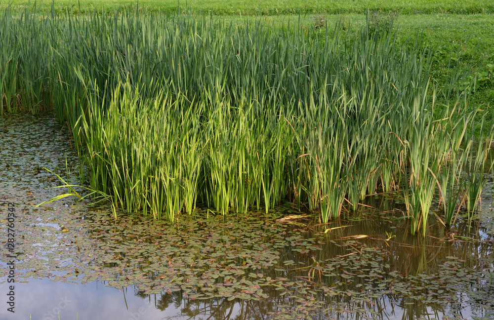 Wild ducks in a sedge thicket.