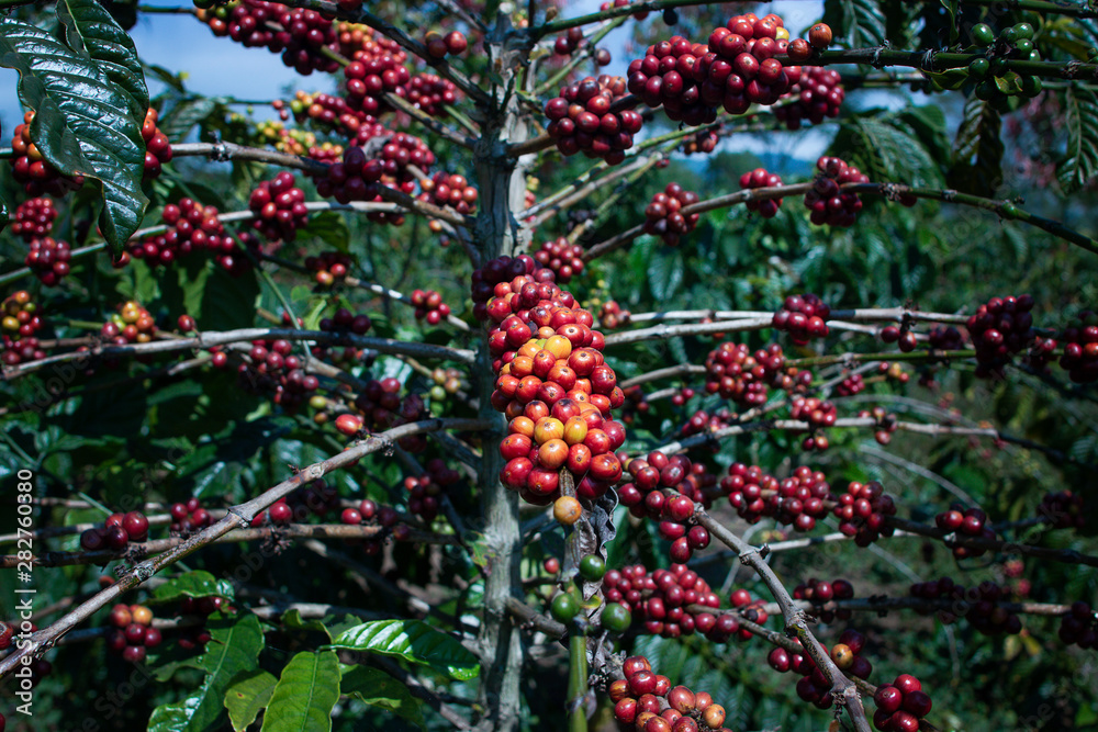 Red coffee berries on a tree that is being planted in a coffee plantation