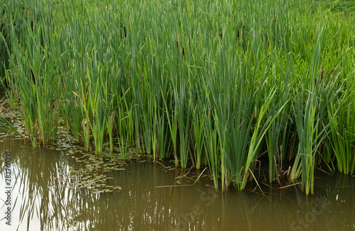 Sedge on the shore of the pond.