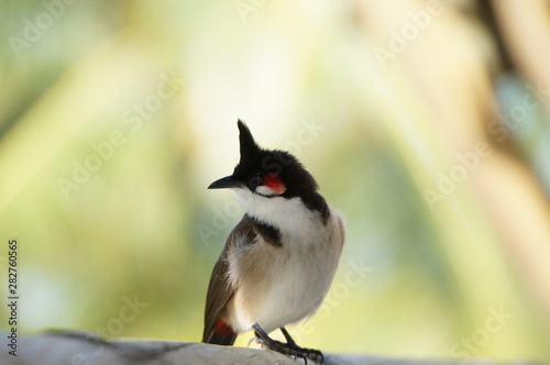 Rotohrbülbül auf Mauritius