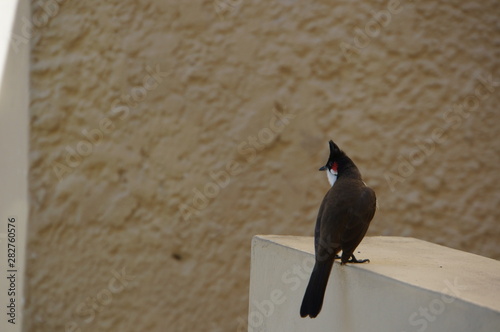 Rotohrbülbül auf Mauritius