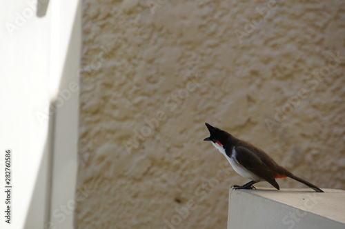 Rotohrbülbül auf Mauritius