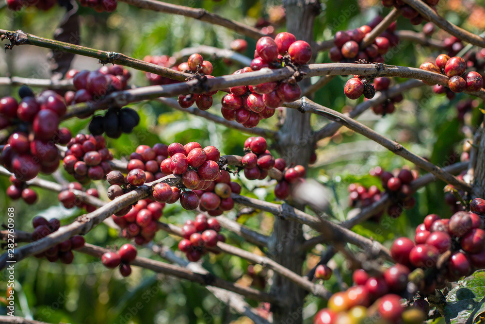 Red coffee berries on a tree that is being planted in a coffee plantation