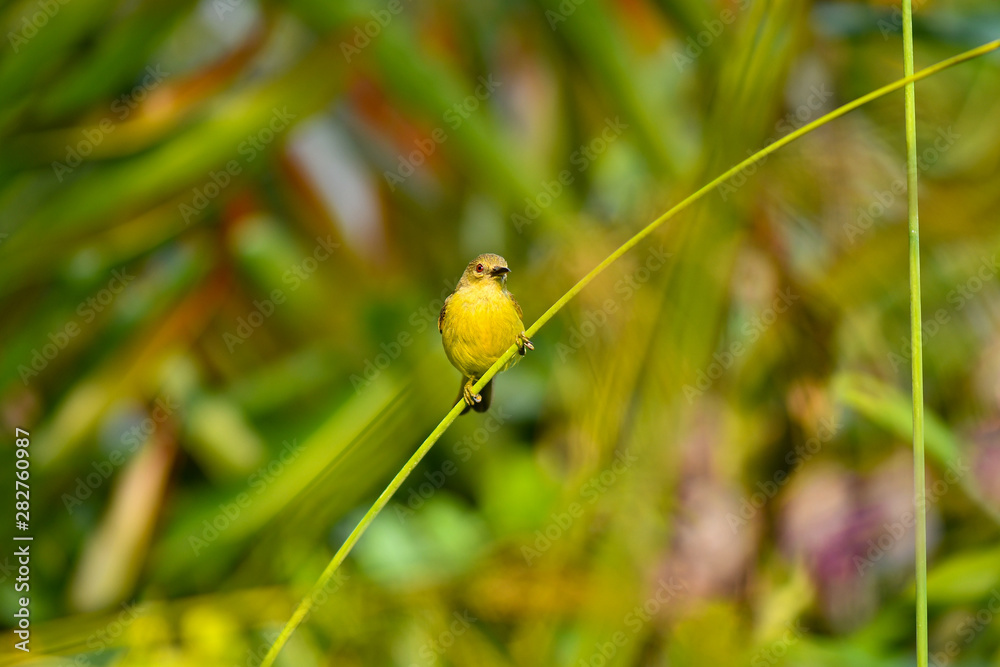 Olive Backed Sunbird in the wild Olive Backed Sunbird in the wild