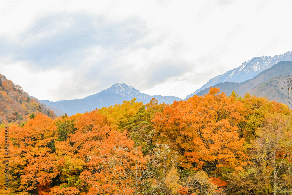 Beautiful autumn leaves of  Takase in omachi district, Nagano PrefectureJapan.