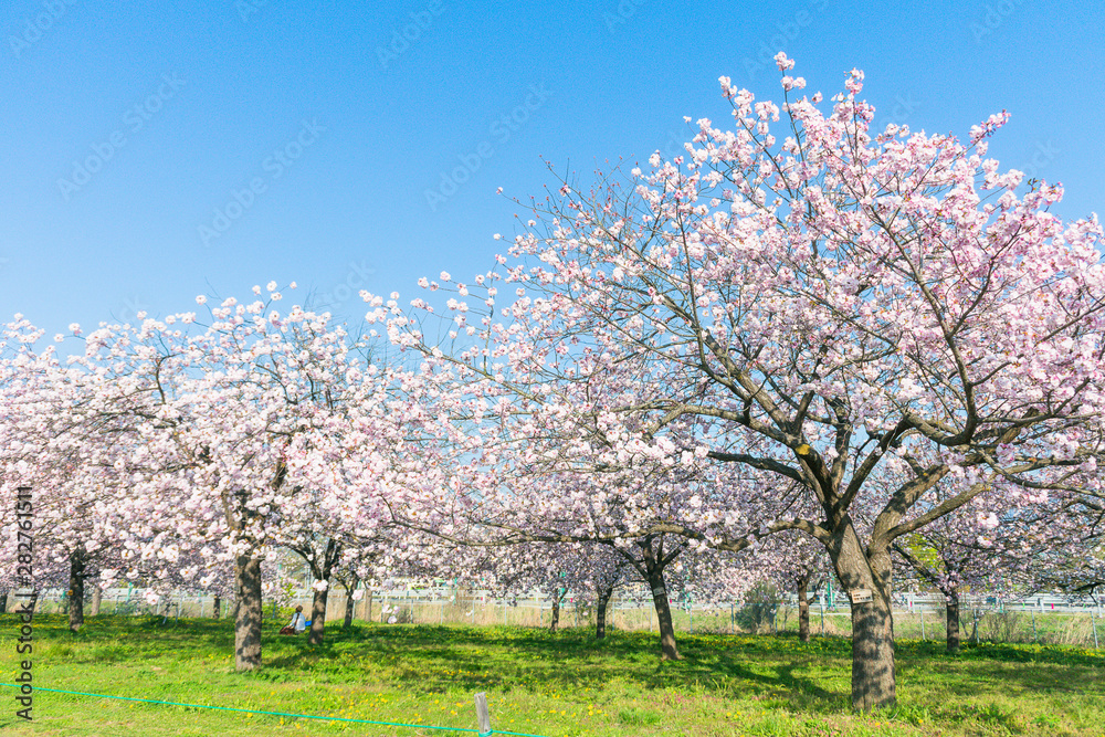 Beautiful cherry blossom trees or sakura blooming in  spring day.