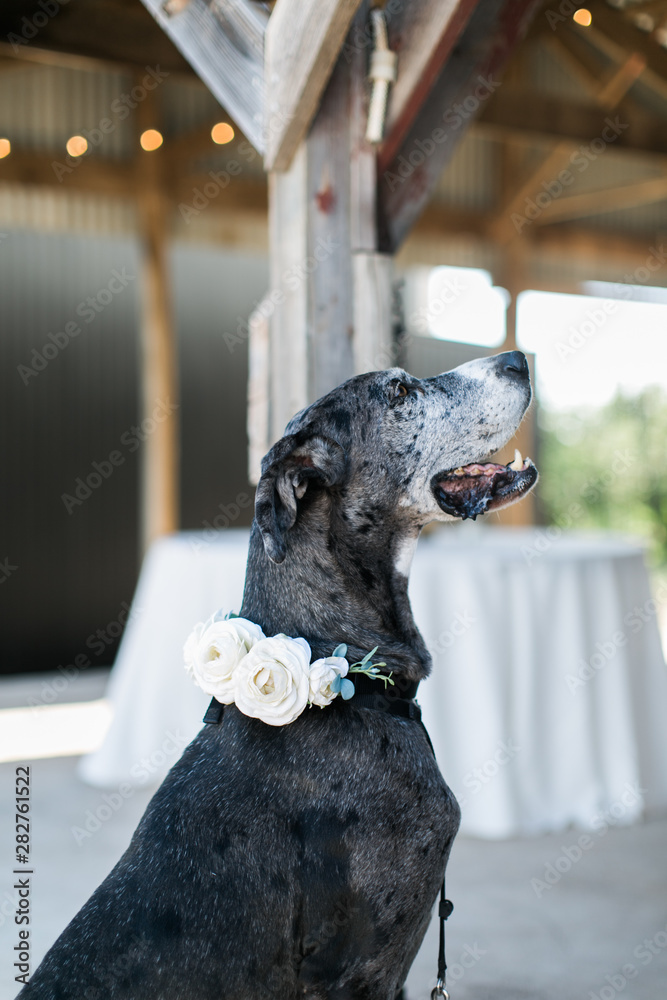The Cutest Dog Wedding Attire for Your Furry BFF