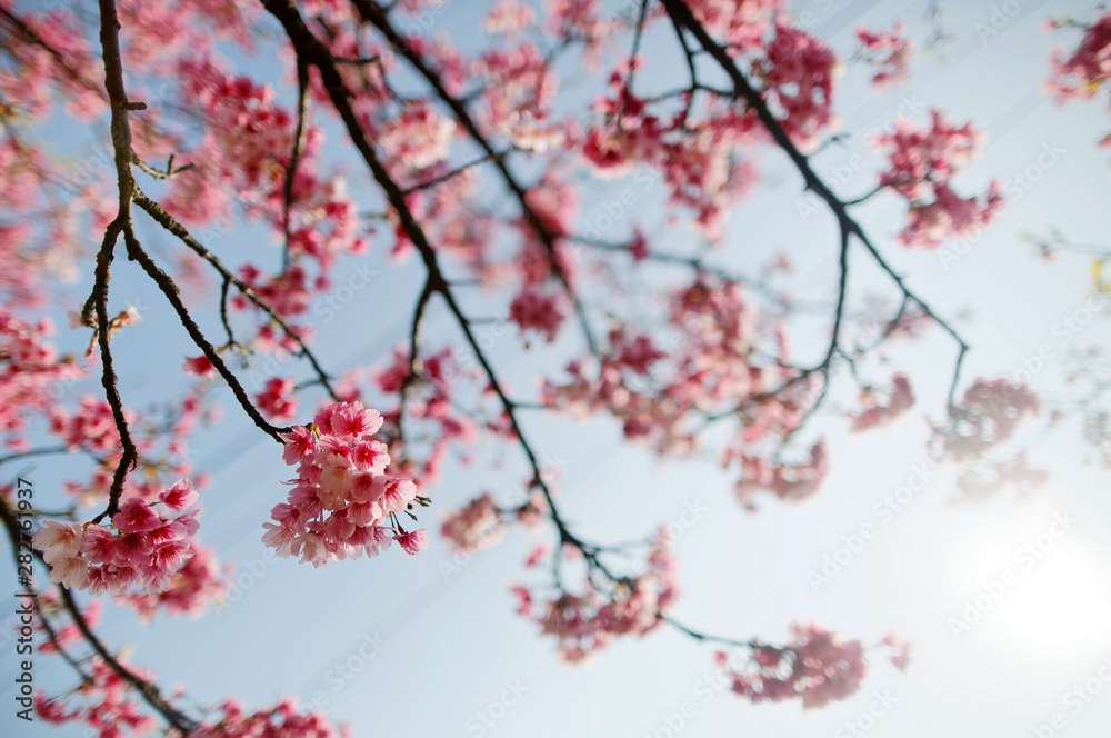 Close up view of blossoming branches of a cherry tree with lovely Sakura flowers blooming under bright sunshine against blue sunny sky on a beautiful spring day (shallow focus, blur background effect)