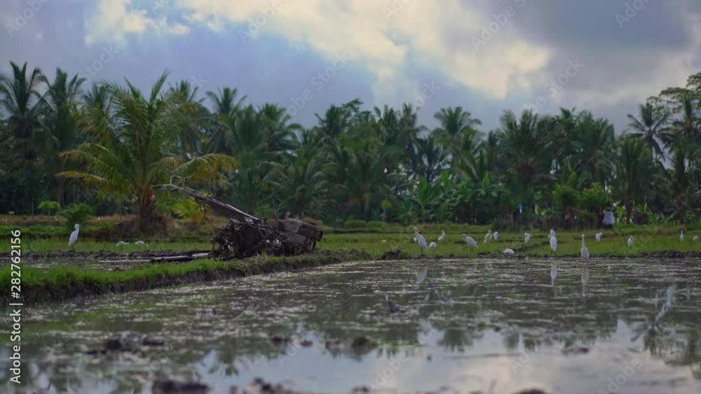 farmer's tractor for cultivating the field before planting rice on a rice field. The field is covered with muddy water. Beautiful rural scene. Travell to Southeastern Asia concept. farmer's tractor for cultivating the field before planting rice on a rice field. The field is covered with muddy water. Beautiful rural scene. Travell to Southeastern Asia concept.
