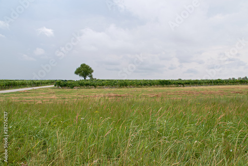 Landscape shot in the national park Neusiedler See in Illmitz Burgenland