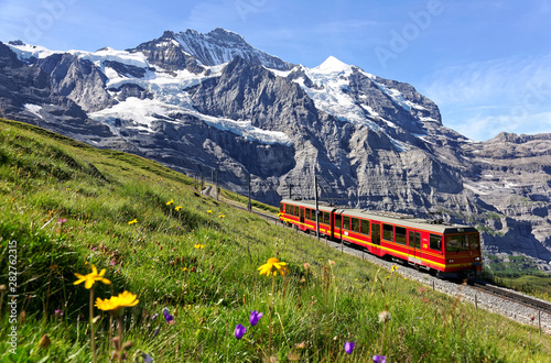 A tourist train travels on Jungfrau Railway from Jungfraujoch (Top of Europe) to Kleine Scheidegg & wild flowers bloom on a green grassy hillside under blue sunny sky in Bernese Oberland, Switzerland