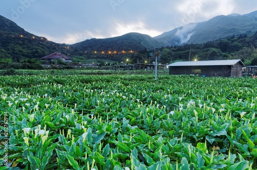 Dawn scenery of a calla lily flower field, a tourist farm in Yangmingshan National Park in suburban Taipei, Taiwan, with street lights of a highway glistening by the mountainside in morning twilight