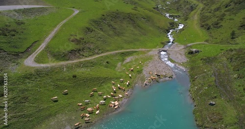 Wallpaper Mural Aerial, tracking, drone shot, of a pack of cows, grazing at a turquoise, alpine lake, on a sunny, summer day, at Col du Tourmalet mountain pass, in the Hautes Pyrenees mountains, in France Torontodigital.ca