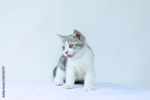 Scottish Fold kittens are sitting on white background. Portrait of the kittens are sitting for look something.
