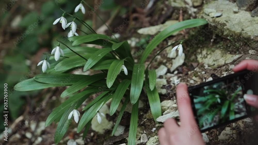 Girl takes the picture of white snowdrops, hands in a close-up Girl takes the picture of white snowdrops, hands in a close-up