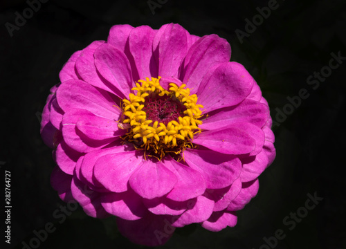 Pink Zinnia flower in bloom in summer garden