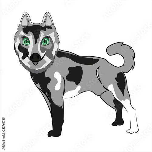 Vector illustration of the dog of the sort husky