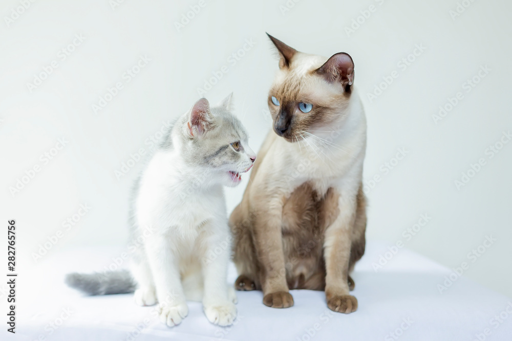 portrair of two kittens are siiting on white background and looking at food.