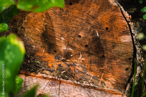 young tree and leaf with ants