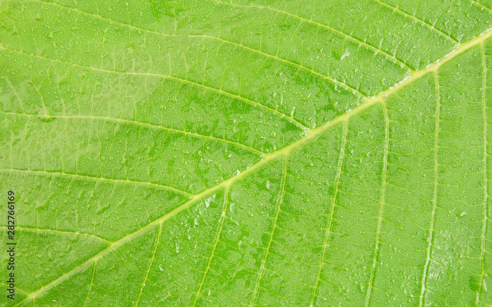 Leaf with water drops close up Leaf with water drops close up