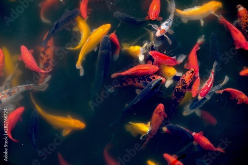 top view of many colorful koi fishes foraging in the lake water. Dark background. East Asian culture concept. Cyprinus carpio haematopterus