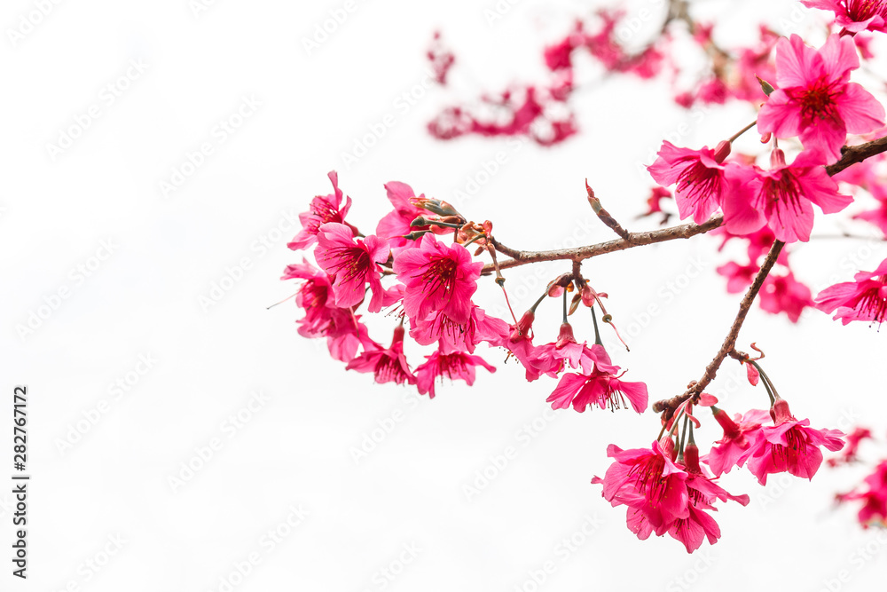 Wild Himalayan Cherry tree. Wild Himalayan Cherry tree.