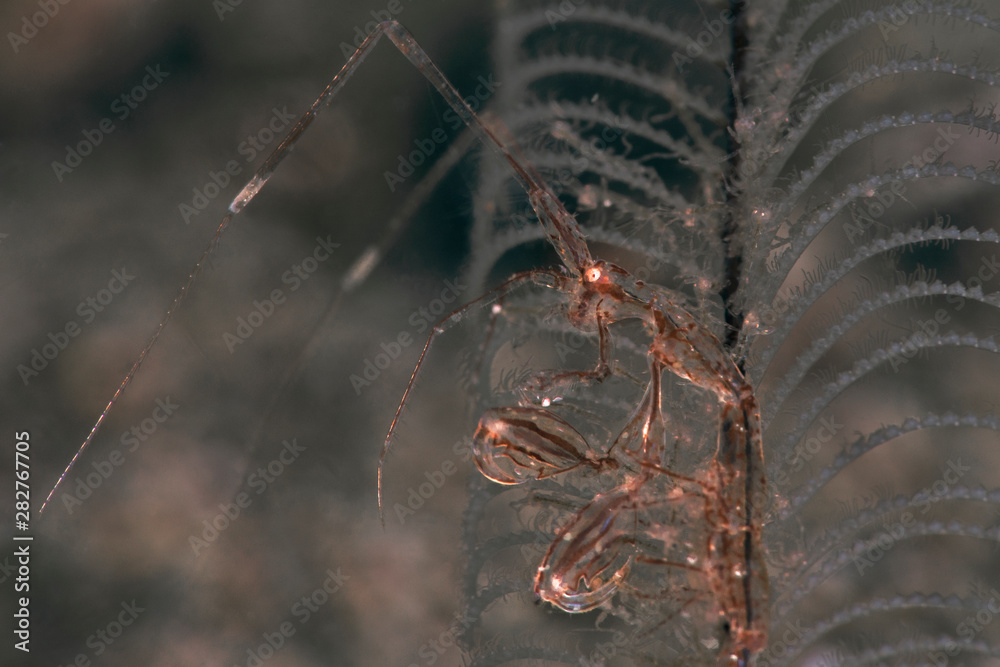 Skeleton Shrimp (Caprella sp.). Picture was taken in Anilao ...