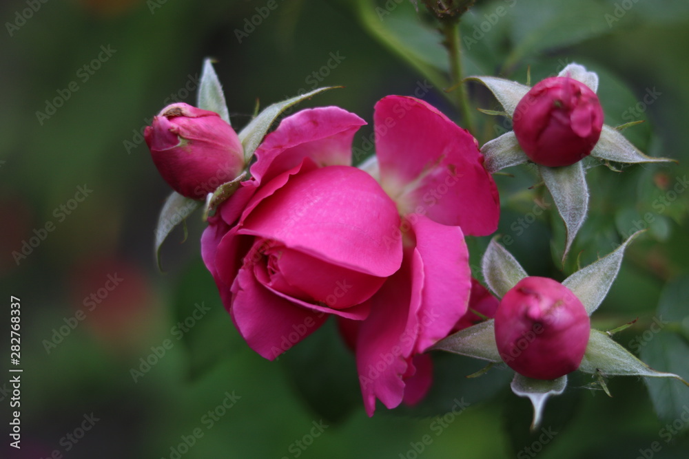 pink rose in the garden