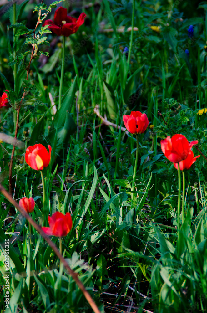 Red poppies on the green grass Red poppies on the green grass