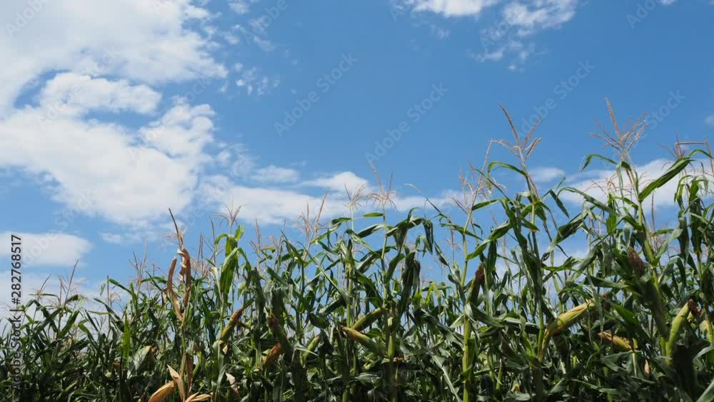 Corn field time lapse low angle